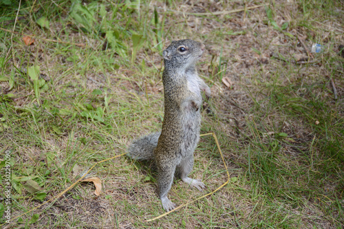 Summer View Of Franklin's Ground Squirrel Standing On Weedy Ground