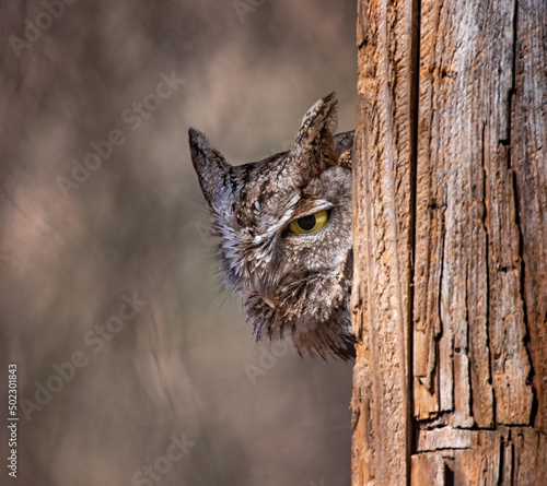 western screech owl peeking out of a nest