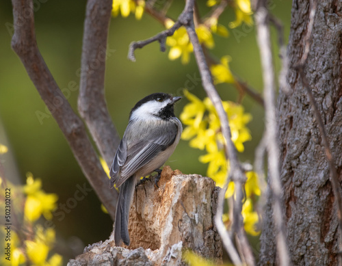black capped chickadee in a natural setting