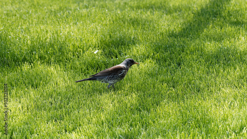 Turdus pilaris | Grive litorne sautillant en quête de nourriture sur une pelouse sous des épicéas dans un parc Suisse, printemps 2022