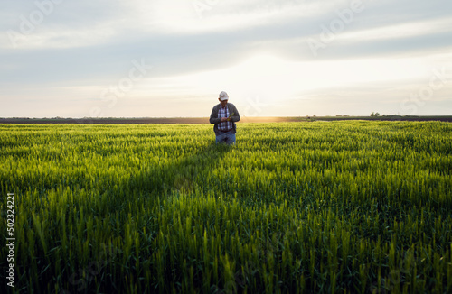 Senior farmer standing in barley field examining crop at sunset.