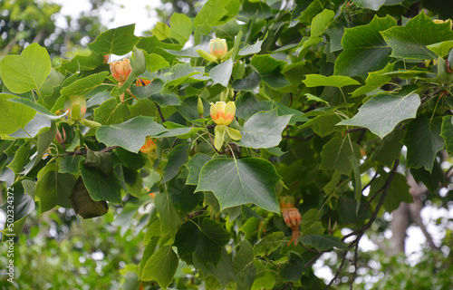 Liriodendron or tulip tree brach with beautiful tulip flowers. Liriodendron tulipifera foliage and flowers.