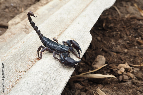 Scorpion is a group of animals with eight feet in the Scorpiones order in the Arachnida class, It is one of the largest scorpions in the world