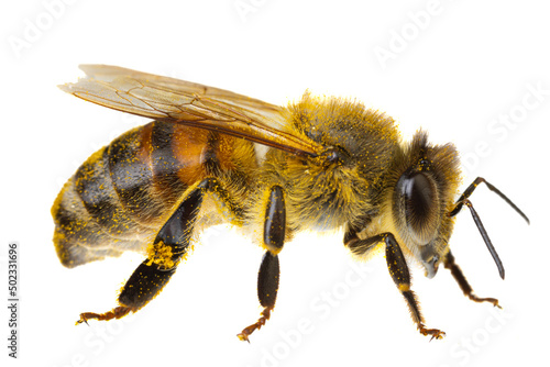 insects of europe - bees: side view macro of european honey bee ( Apis mellifera) isolated on white background abdomen details