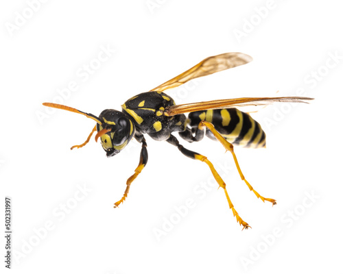 insects of europe - wasps: macro of European paper wasp ( Polistes dominula) isolated on white background - side view
