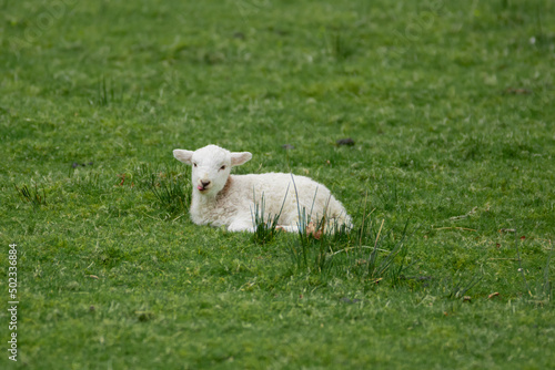 Little Lamb Sticking Out His Tongue