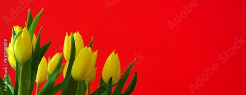 Żółte piękne tulipany na czerwonym tle