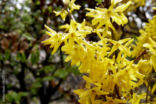 Zbliżenie żółtych kwiatów forsycji