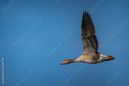 Closeup of a greylag goose flying in a blue sky with its wings wide open