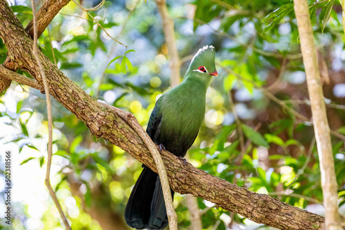 Closeup shot of a Knysna loerie on the tree