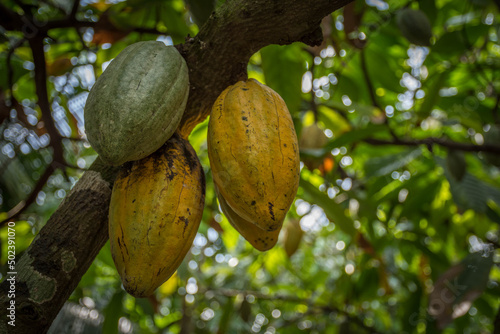 Closeup shot of the Cacao Fruits, Mekong Delta, Vietnam