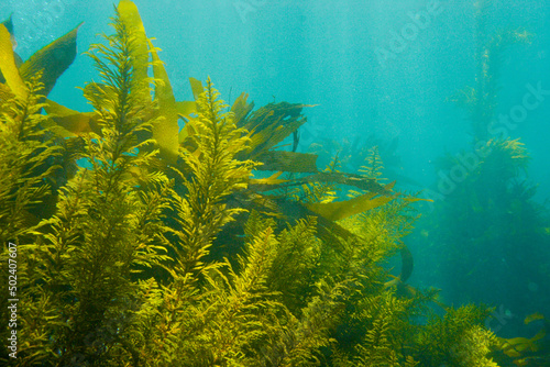 View of weed algae underwater in California