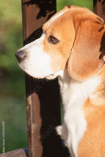 Closeup, a young Beagle dog, calmly observes the outside through a wooden fence, vertical shot.