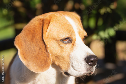 Closeup, portrait of a young Beagle dog looking attentively, illuminated by sunlight.
