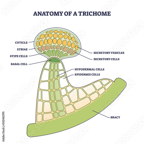 Anatomy of trichome with biological model structure closeup outline diagram. Labeled educational scheme with microscopic side view of cuticle, striae, stipe, basal cells and bract vector illustration.