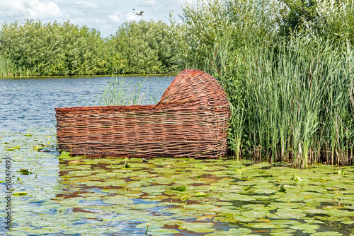 Basket of Moses, among the reeds and water lillies in the canals at Kinderdijk, Netherlands.