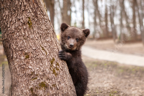 Portrait of a little bear cub climbing a tree. Wildlife protection concept.