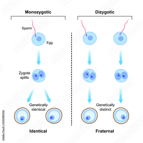 Scientific Designing of Differences Between Monozygotic And Dizygotic Twins Formation. Identical And Fraternal Twins. Colorful Symbols. Vector Illustration.