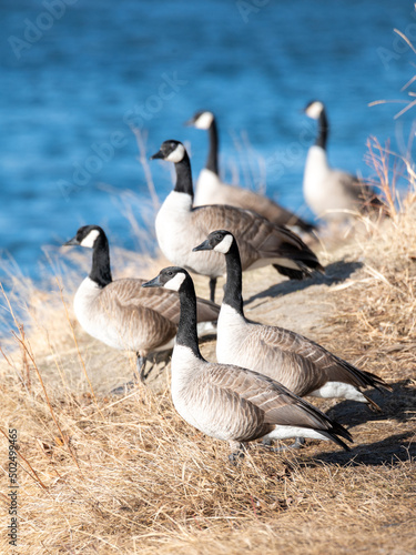 Canada geese backed by blue river