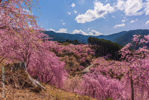 Amazing spring scene in Japan. The weeping cherry trees are in full bloom on the hill nearby Yoshino mountain in Nara prefecture.