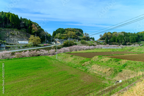 桜咲く季節「大自然の春風なびく田舎風景」 Cherry blossom season "Nature's spring breeze fluttering countryside" 日本2022年(4月)撮影 Taken in Japan 2022 (April) 九州・熊本県阿蘇郡西原村 Nishihara Village, Aso District, Kyushu Prefecture