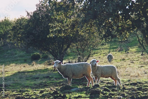 Rebaño de ovejas merinas en una dehesa de encinas. Escena rural del sur de España en un atardecer. El Granado, Huelva, España.