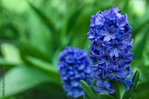 niebieski hiacynt kwiat