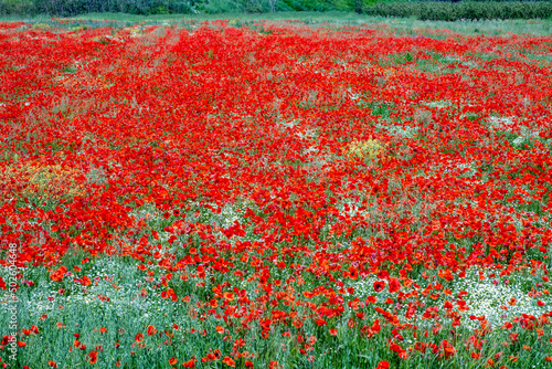 la natura ed il campo di papaveri