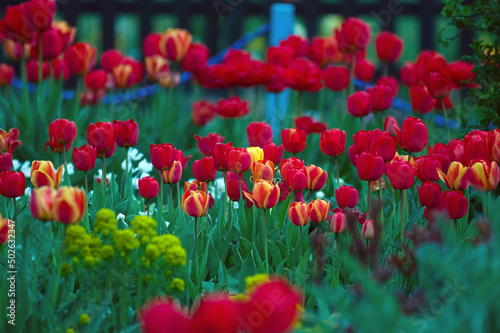 Rabata czerwone tulipany na zielonym tle