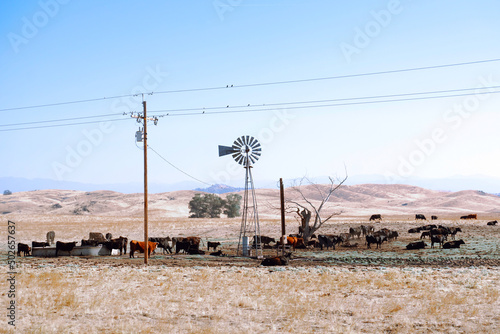 California farm landscape with vintage wind turbine in dry field and cows in hot day drought