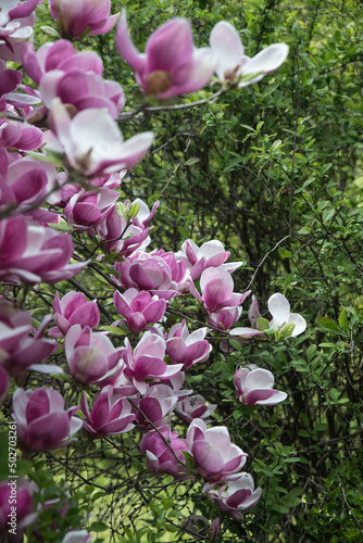 kwitnąca wiosną magnolia fioletowa