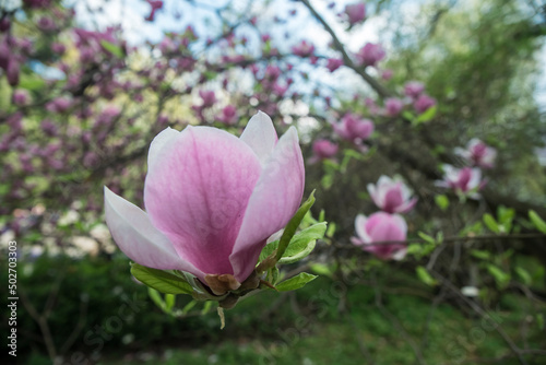 drzewo kwitnącej magnolii wiosną