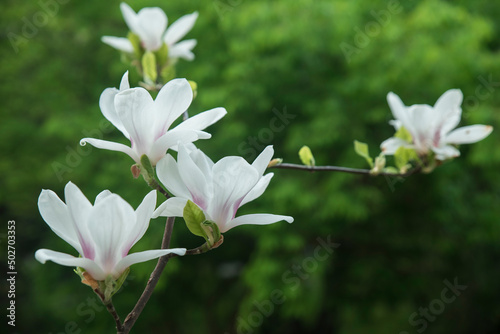 kwitnąca magnolia