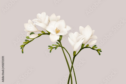 3d beautiful freesia flowers