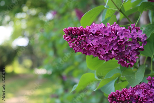 Close-up of Lilac blossoms and flowers on branch on springtime. Syringa vulgaris in bloom 