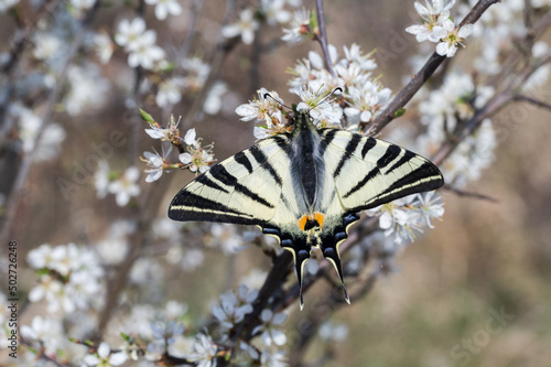 Motyl paź żeglarz na krzaku tarniny