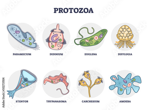 Protozoa division collection as single cell eukaryote biological outline set. Labeled educational closeup scheme with paramecium, didinium, euglena, difflugia, stentor and amoeba vector illustration.