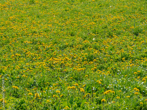 Wiosna na łące porośniętej zieloną, świeżą trawą. Wśród zieleni traw widać liczne żółte kwiaty mniszka lekarskiego. Czasami można dojrzeć pszczoły i trzmiele.