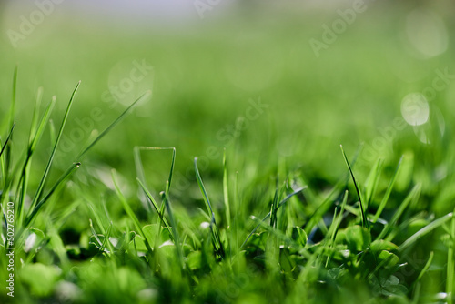 Fresh spring lawn green grass growing in a meadow