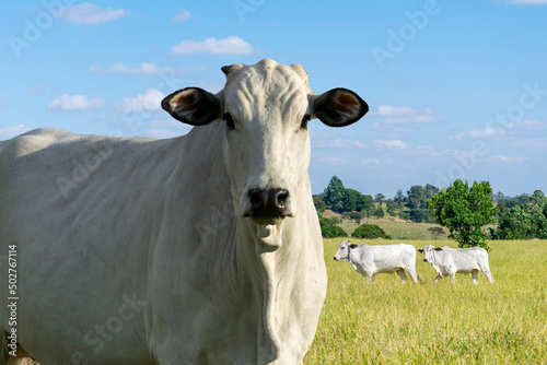 profile of nelore cattle in pasture