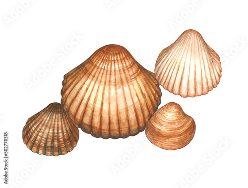 Watercolor sea cockle shell composition with different clams or molluscs of Mediterranean sea (Cerastoderma, Chamelea, Acanthocadia). Tropical beach composition. Isolated.