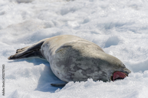 Lampart morski na plaży ze śniegiem na Antarktydzie