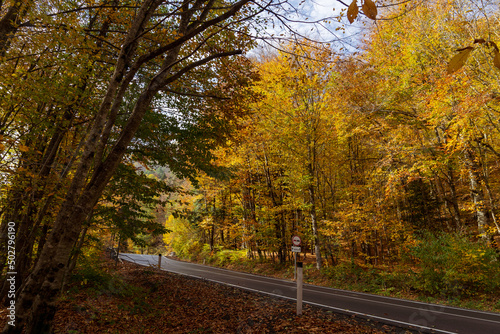 Asphalt road in the autumn forest.