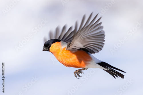 Eurasian bullfinch