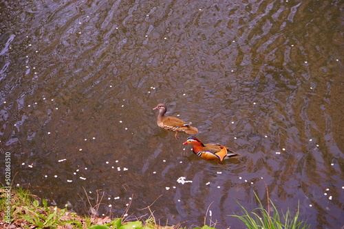 Duck swimming in the pond - 池 泳ぐ カモ 