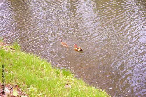 Duck swimming in the pond - 池 泳ぐ カモ 