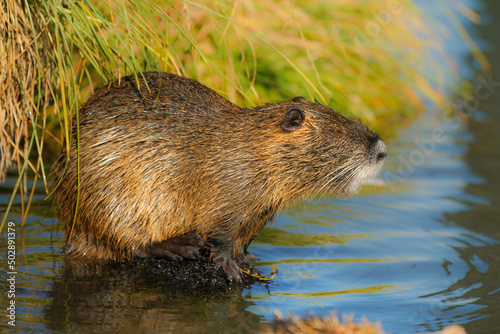 Wet muskrat (Ondatra zibethica) sits in the water near the shore and eats grass in the light of the setting sun