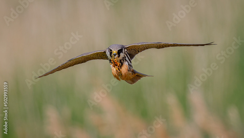 Eurasian hobby catching an insect