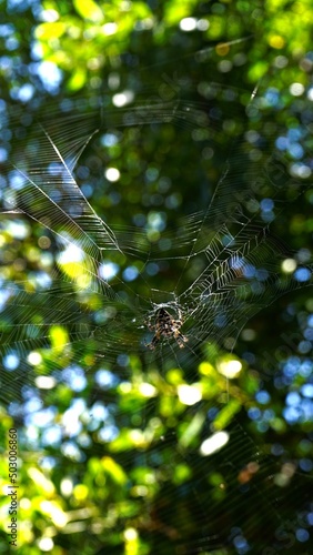 Spider on spider web. Macro close-up in the garden. Short depth of focus, images of nature.