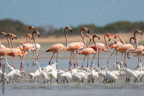 Czaple śnieżne łac. Egretta thula stojące w błękitnej wodzie na tle flamingów karmazynowych łac. phoenicopterus ruber. Fotografia z Santuario de fauna y flora los flamencos w Kolumbii.